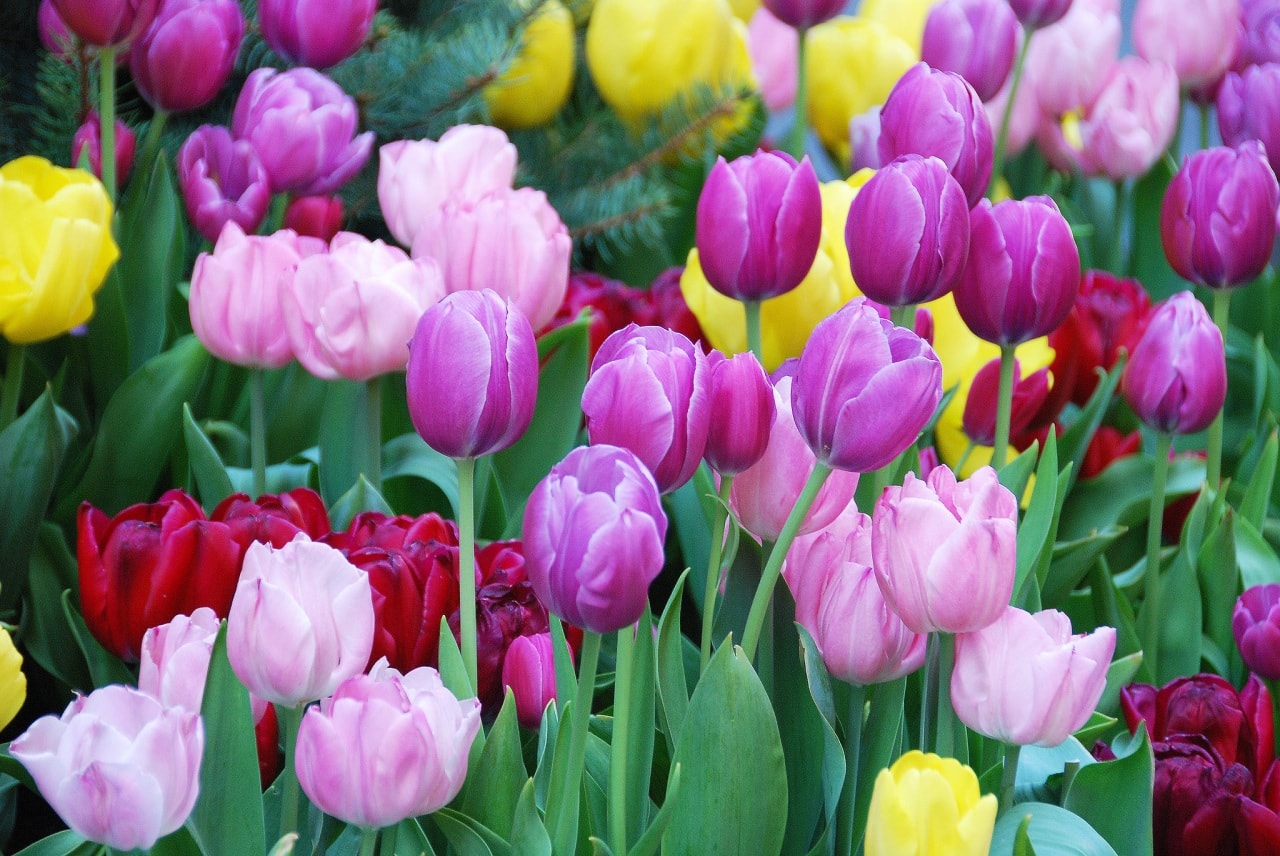 Du học Hà Lan bạn sẽ biết được ý nghĩa của loài hoa tulip