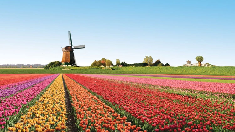Du học Hà Lan bạn sẽ có những khám phá tuyệt vời về hoa