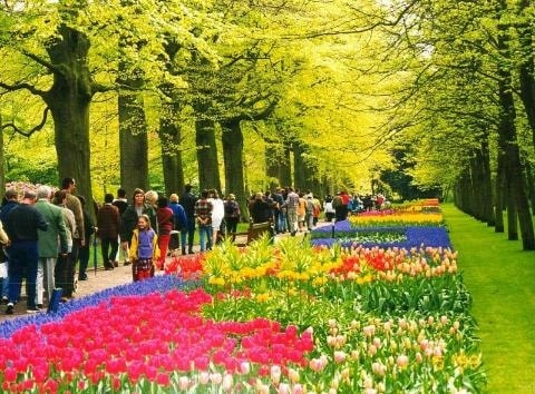 Du học Hà Lan bạn sẽ có những khám phá tuyệt vời về hoa