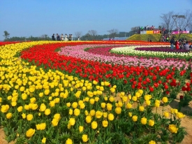 Du học Hà Lan bạn sẽ biết được ý nghĩa của loài hoa tulip